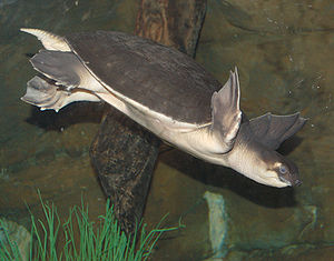 300px-Pig-Nosed_Turtle_Carettochelys_insculpta_Diving_2260px